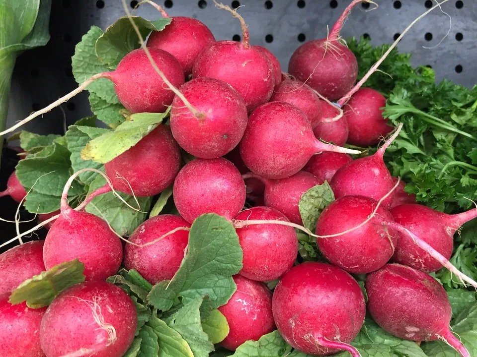 Fresh red radishes