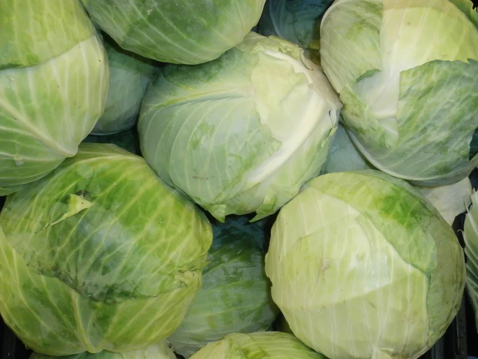Fresh green cabbage