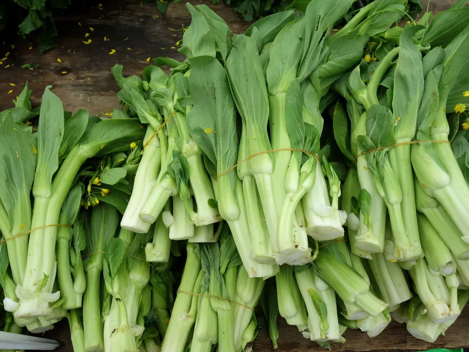 Fresh bok choy