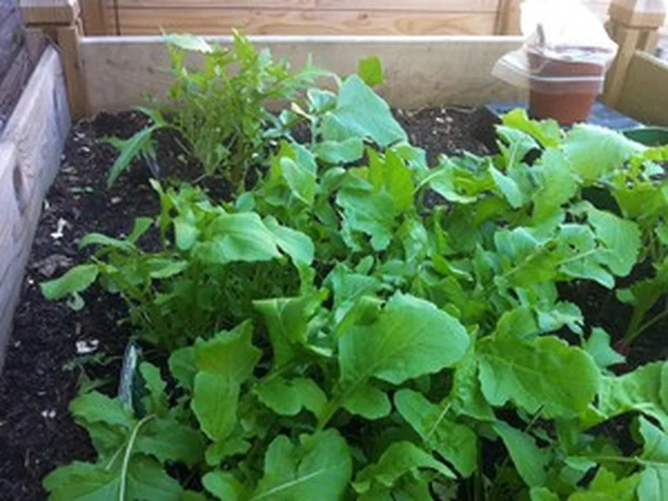 Fresh arugula leaves