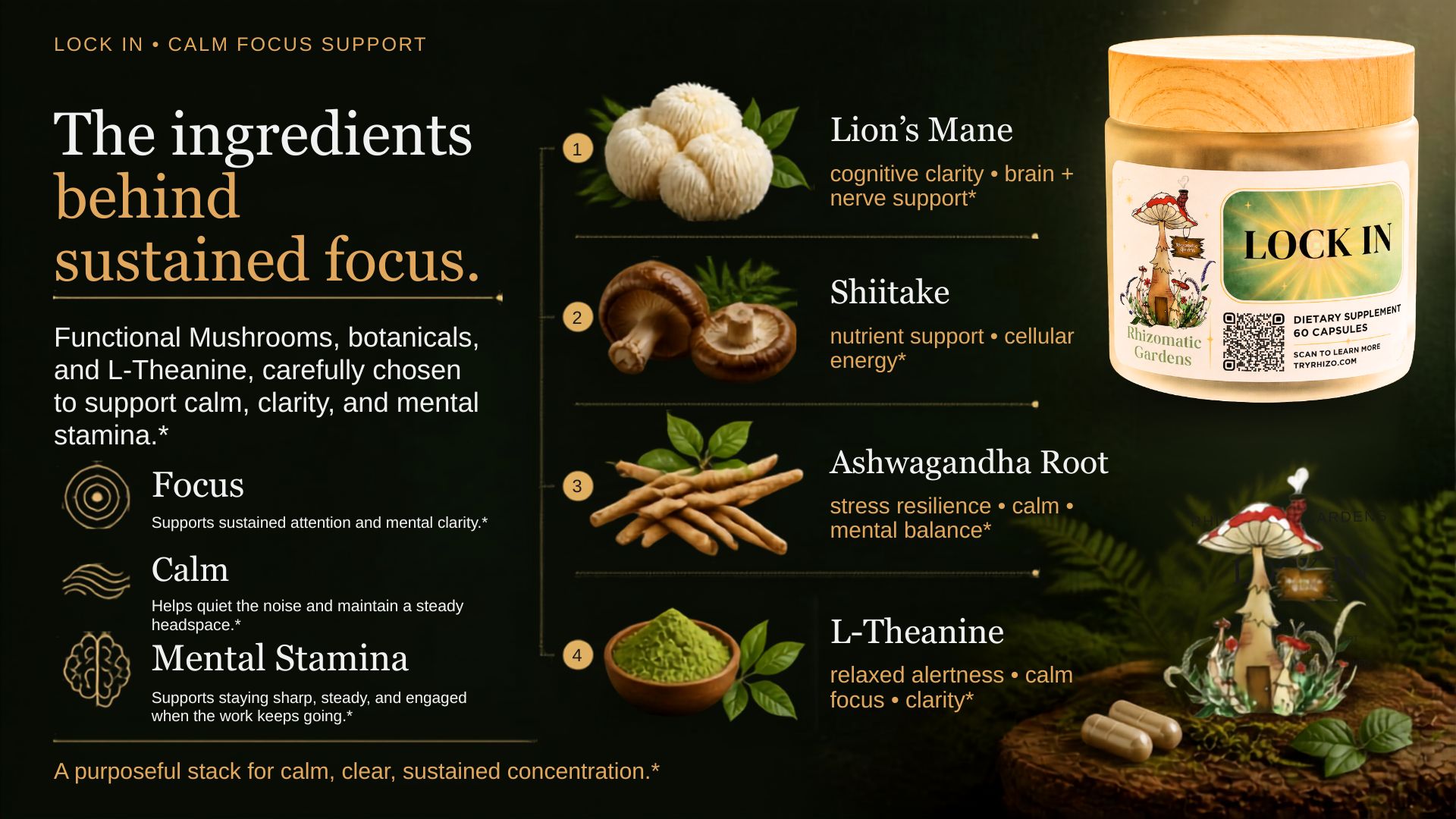 The four ingredients in LOCK IN: Lion's Mane, Shiitake, Ashwagandha Root, and L-Theanine