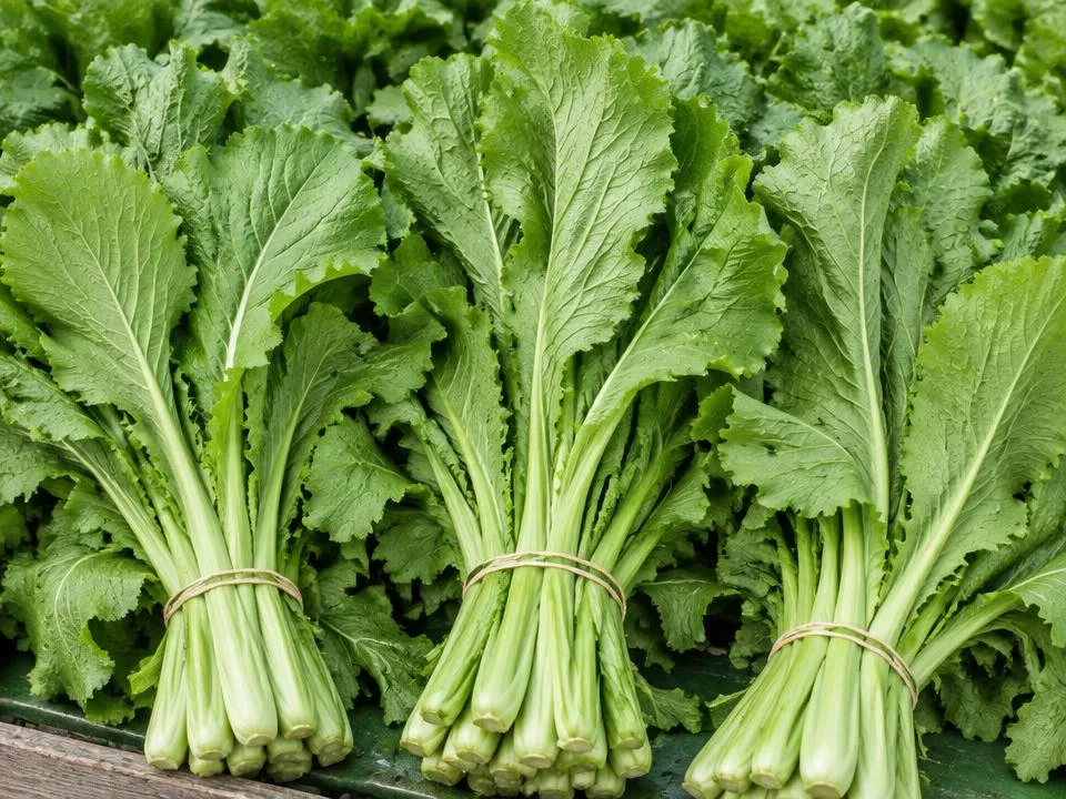 Fresh bunches of mustard greens with broad ruffled leaves and pale green stems