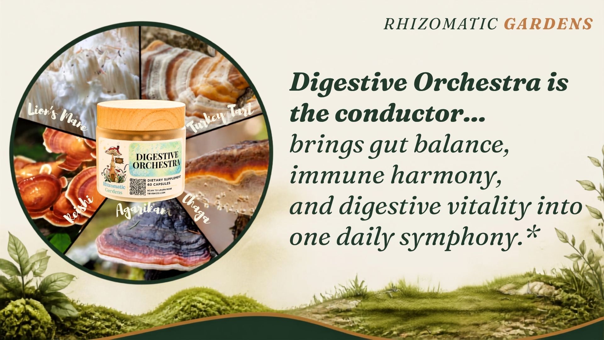Digestive Orchestra and its five complementary mushrooms arranged as one daily symphony