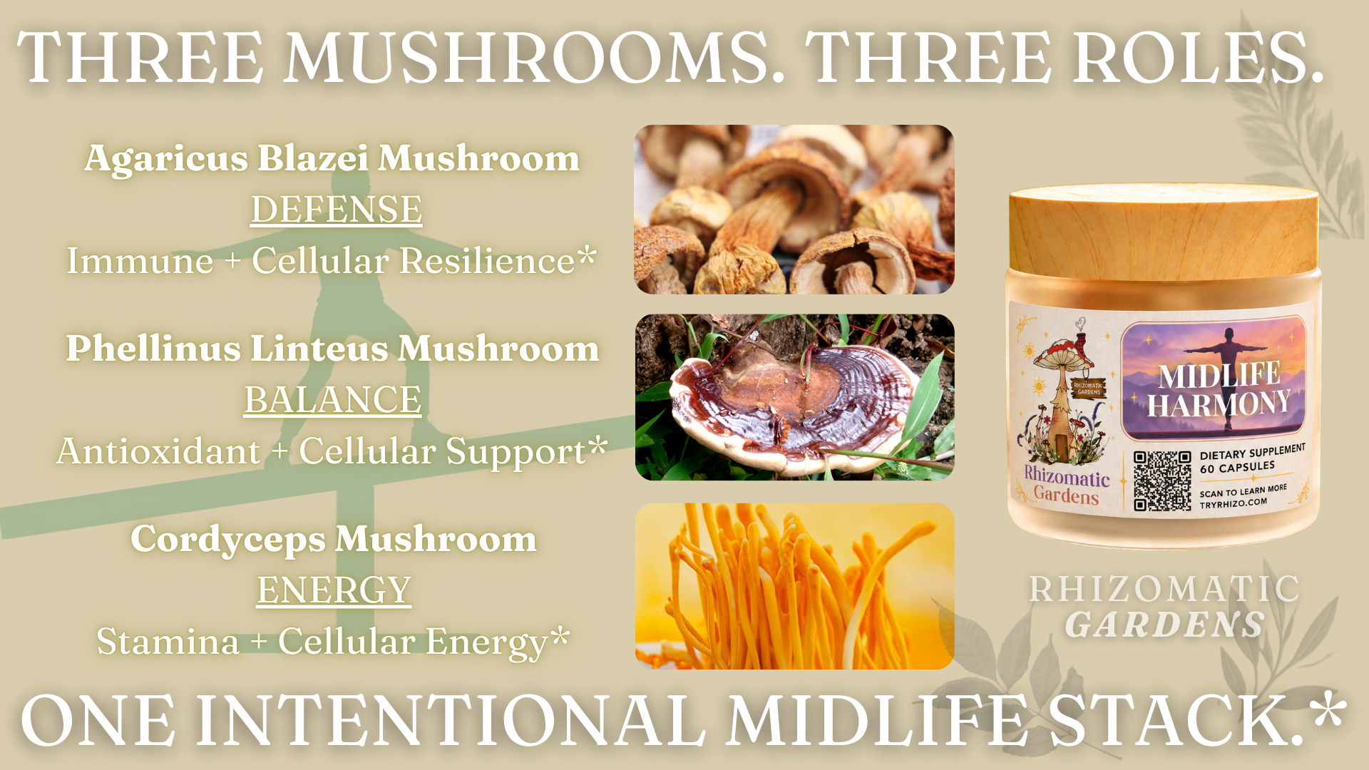 The three fruiting-body mushrooms in Midlife Harmony and the role each one plays