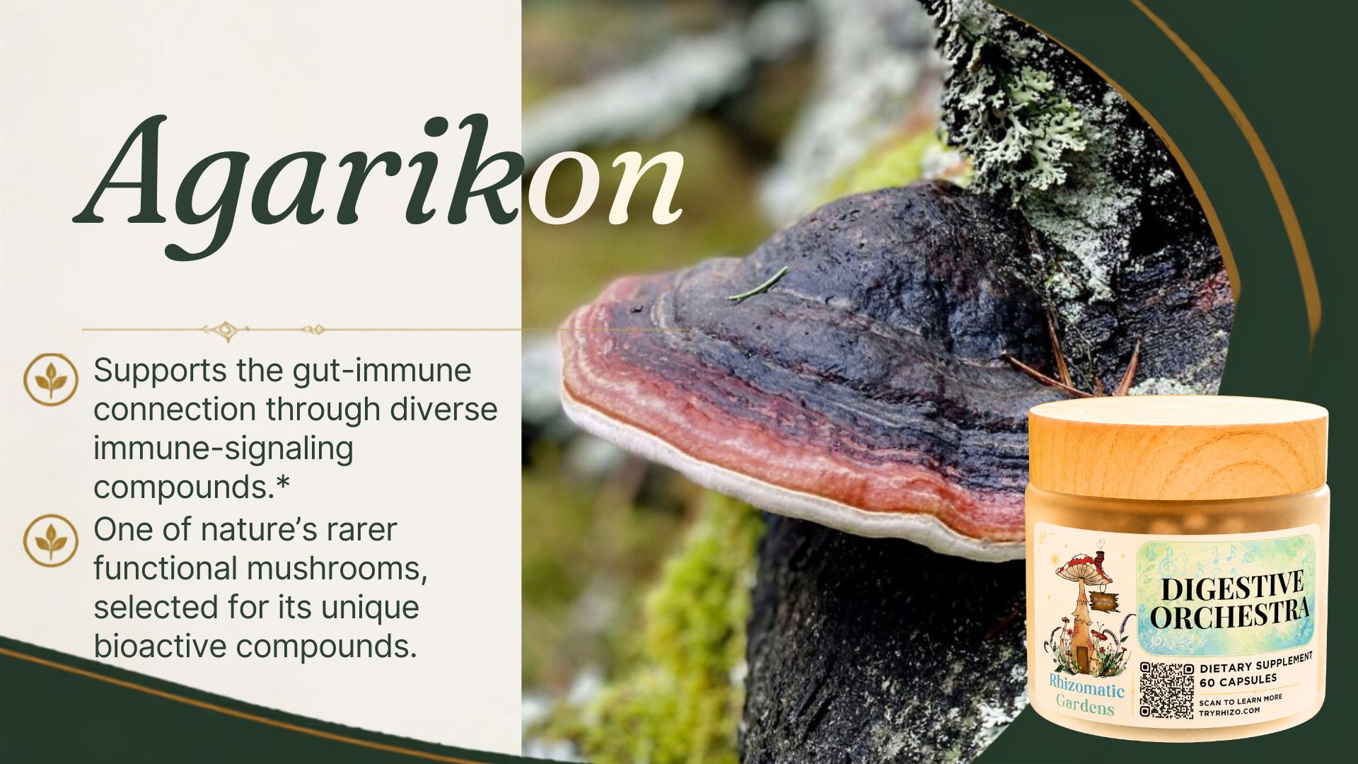 Agarikon in the Digestive Orchestra formula