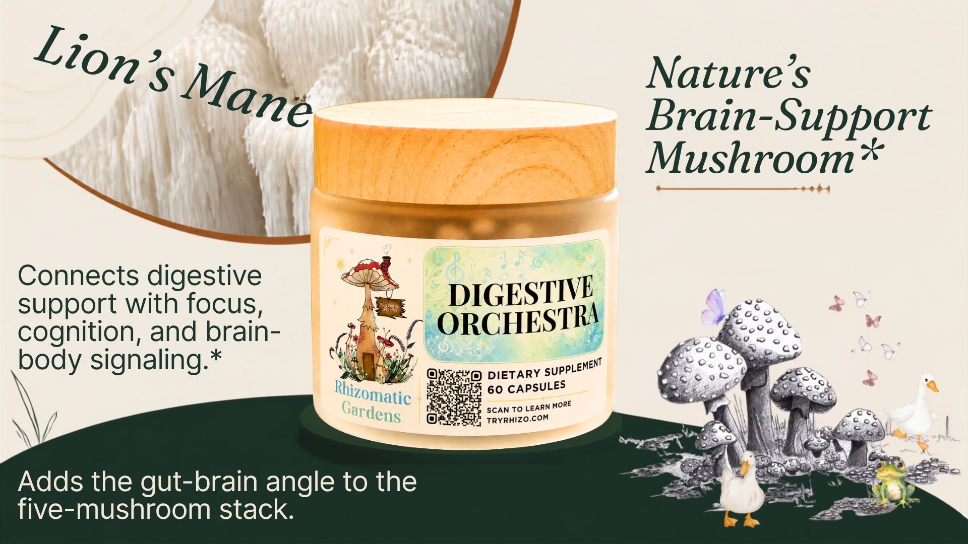 Lion's Mane in the Digestive Orchestra formula