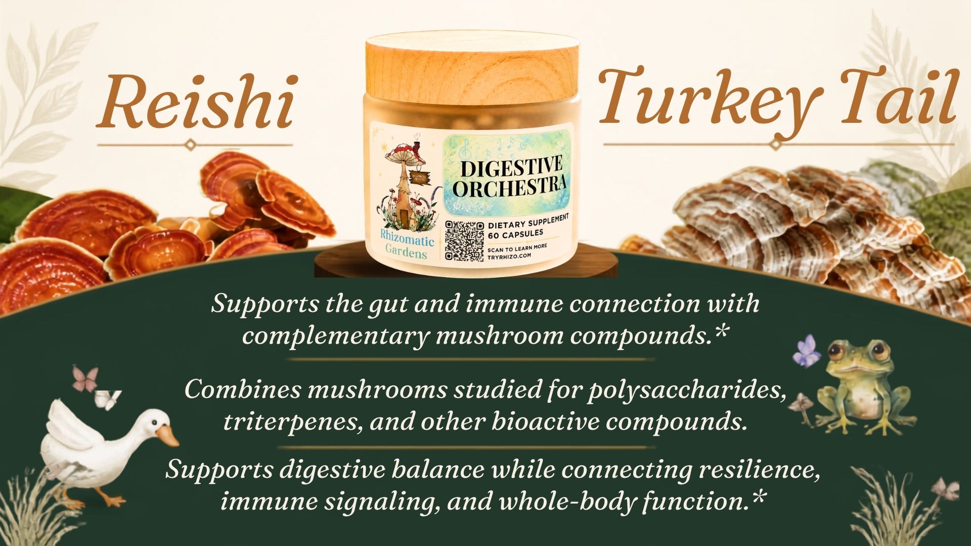 Reishi and Turkey Tail in the Digestive Orchestra formula
