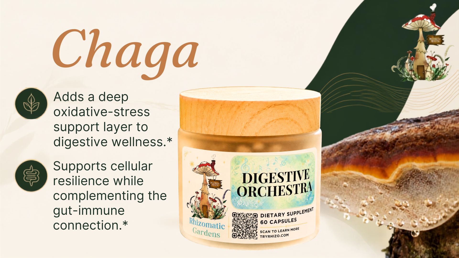 Chaga in the Digestive Orchestra formula
