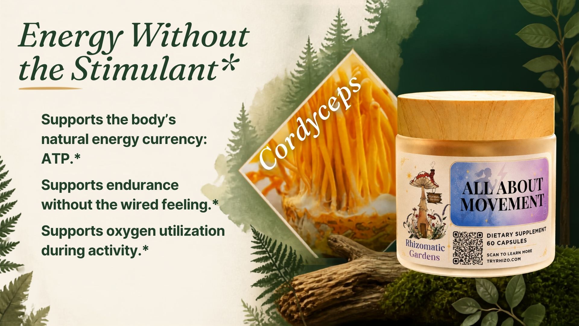 Cordyceps energy and endurance support in All About Movement