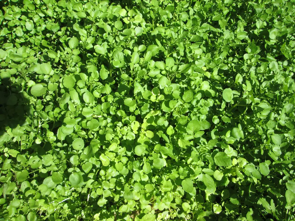 Fresh watercress