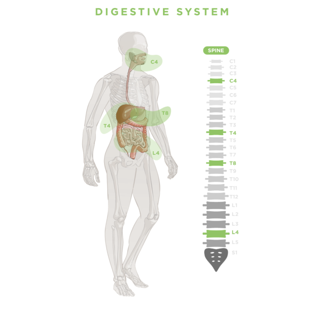 Diagram of the human digestive system highlighting spinal segments C4, T4, T8 and L4 that govern digestive function and nutrient absorption
