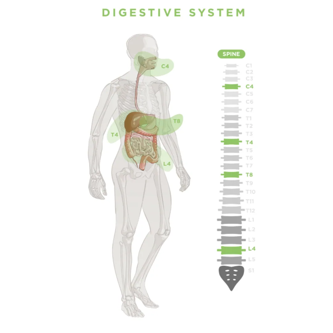 Diagram of the human digestive system highlighting spinal segments C4, T4, T8 and L4 that govern digestion, absorption and elimination