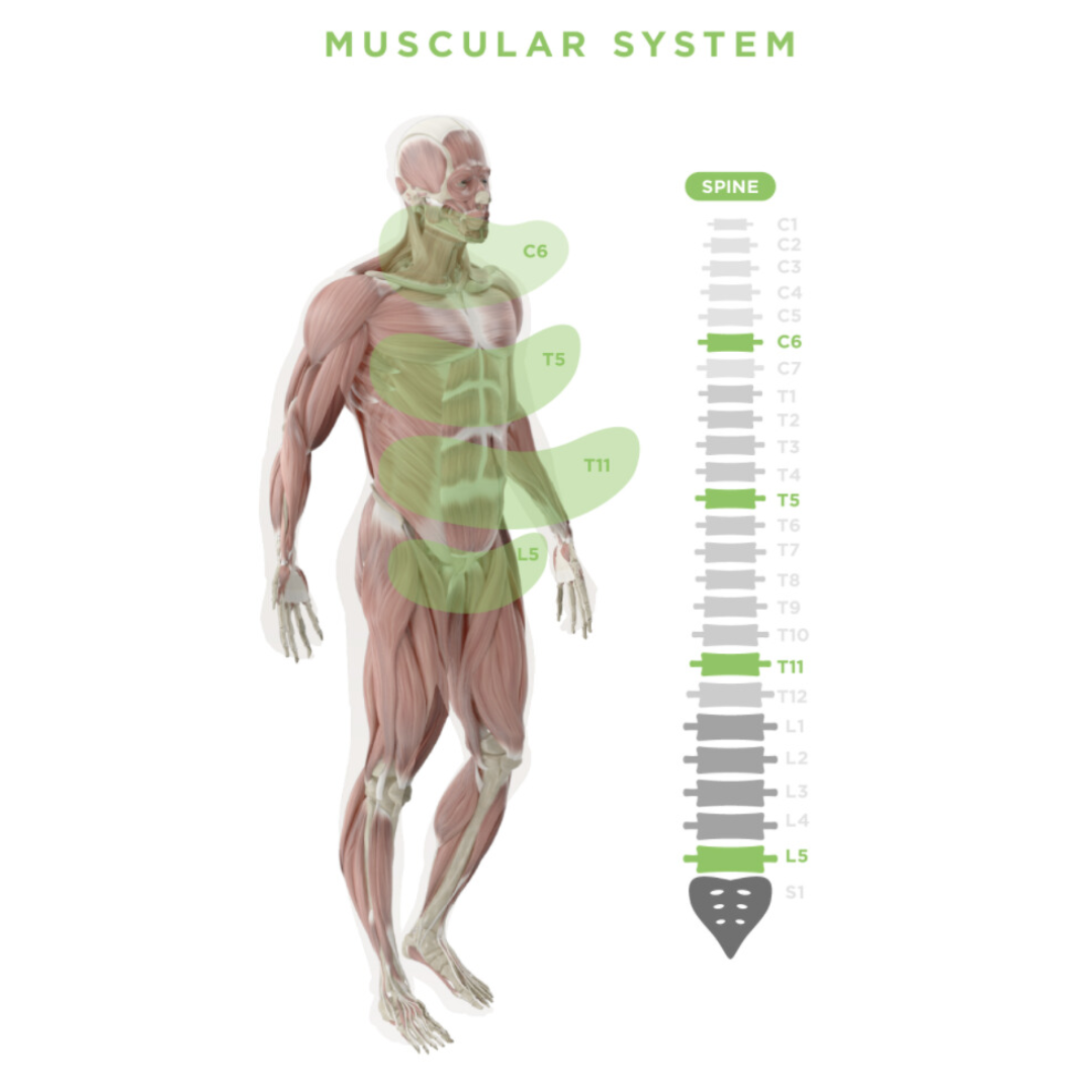 Diagram of the human muscular system highlighting spinal segments C6, T5, T11 and L5 that govern movement, posture, and physical output