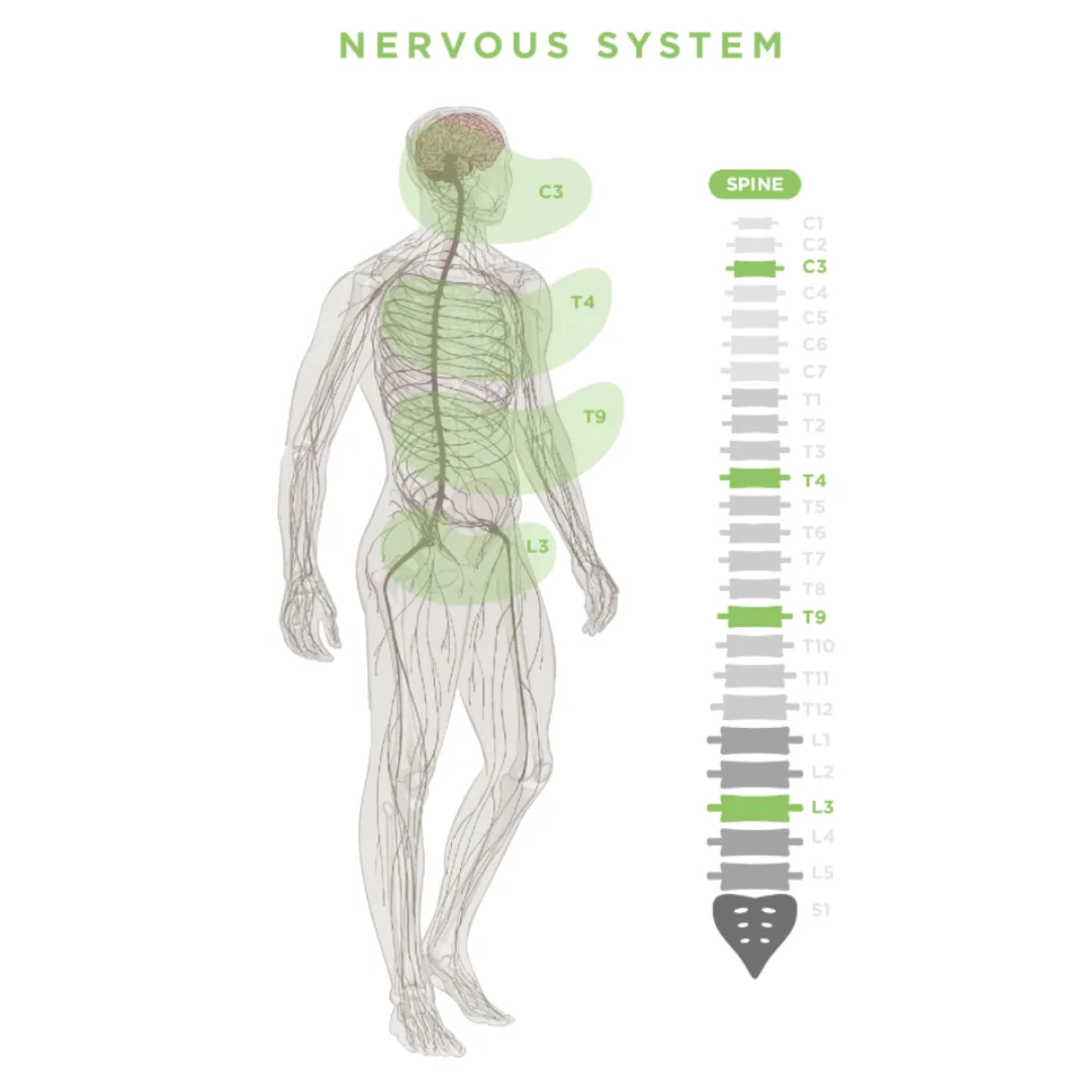 Diagram of the human nervous system highlighting spinal segments C3, T4, T9 and L3 that govern stress, digestion and rest response